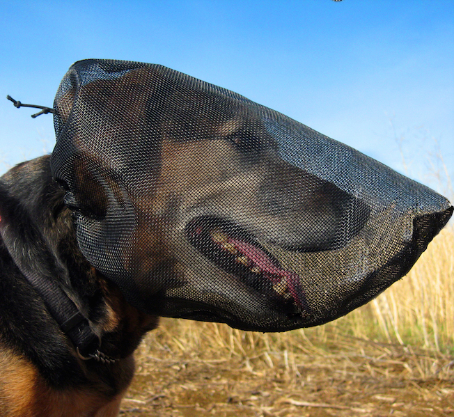 OutFox For Dogs! The Field Guard